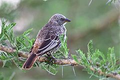 Rufous-tailed Weaver